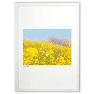版画 菜の花畑 (hi69ing)インテリア 壁掛け 額入り 風景画 ポスター アート リビング 玄関に飾る 風水 プレゼント モダン アートフレーム