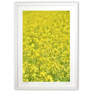版画 心癒される菜の花 (mitan)インテリア 壁掛け 額入り 風景画 ポスター アート リビング 玄関に飾る 風水 プレゼント モダン アートフレーム