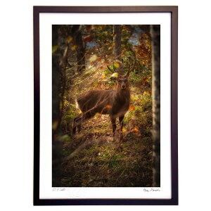 ŉ The One Who Staresi߂ҁj (Hiro Morioka)