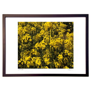 版画 菜の花 (琉・琉)インテリア 壁掛け 額入り 風景画 ポスター アート リビング 玄関に飾る 風水 プレゼント モダン アートフレーム