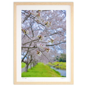 版画 お花見2 (mitan)インテリア 壁掛け 額入り 風景画 ポスター アート リビング 玄関に飾る 風水 プレゼント モダン アートフレーム