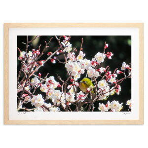 版画 白梅に寄り添う (kayana)インテリア 壁掛け 額入り 風景画 ポスター アート リビング 玄関に飾る 風水 プレゼント モダン アートフレーム