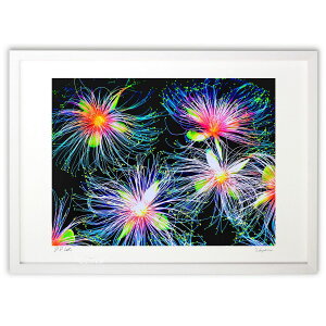 yX[p[SALEzzŉ 썑ɍ炫TKoi (blackswan)