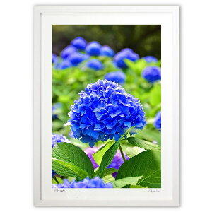 版画 紫陽花ブルー (mitan)インテリア 壁掛け 額入り 風景画 ポスター アート リビング 玄関に飾る 風水 プレゼント モダン アートフレーム