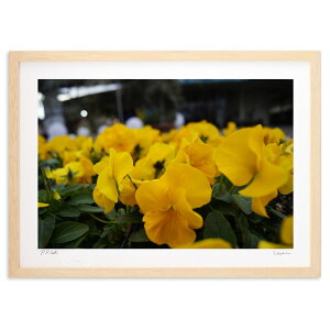 版画 冬の花、パンジー・ビオラ (kazugram)