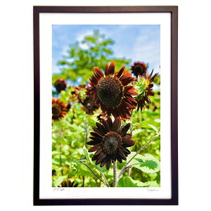 ŉ ubNr[eB[iЂ܂j (mitan)