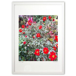 �ŉ� Red Flower �Ԃ��Ԃ̏�M (�Ð� ��)