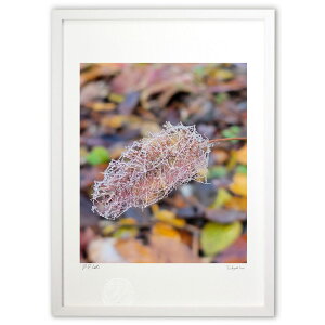 �ŉ� �������ς��� (HARU)�C���e���A �Ǌ|�� �z���� ���i�� �|�X�^�[ �A�[�g ���r���O ���ւɏ��� ���� �v���[���g ���_�� �A�[�g�t���[��