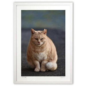 ŉ abandoned cat 2 (mitan)