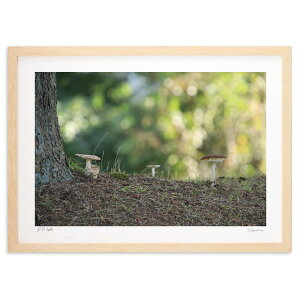 ŉ ǂLmR (mucoa)CeA Ǌ| z i |X^[ A[g rO ւɏ  v[g _ A[gt[