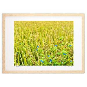 版画 黄金色の田園に青い花 (榎本高行)インテリア 壁掛け 額入り 風景画 ポスター アート リビング 玄関に飾る 風水 プレゼント モダン アートフレーム