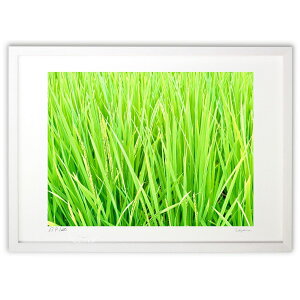 版画 みどりの田園 (榎本高行)インテリア 壁掛け 額入り 風景画 ポスター アート リビング 玄関に飾る 風水 プレゼント モダン アートフレーム