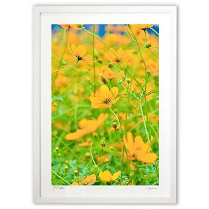 版画 黄花秋桜3 (mitan)インテリア 壁掛け 額入り 風景画 ポスター アート リビング 玄関に飾る 風水 プレゼント モダン アートフレーム