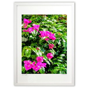 版画 陽射しを浴びるブーゲンビリア (古川 愛)インテリア 壁掛け 額入り 風景画 ポスター アート リビング 玄関に飾る 風水 プレゼント モダン アートフレーム