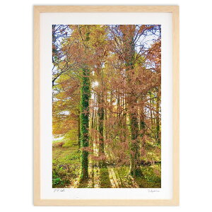 版画 メタセコイアと朝陽 (mitan)インテリア 壁掛け 額入り 風景画 ポスター アート リビング 玄関に飾る 風水 プレゼント モダン アートフレーム