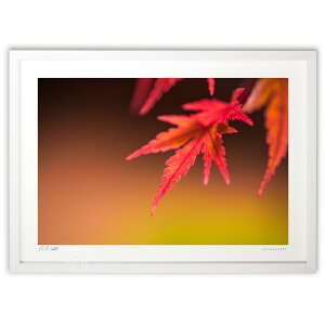 版画 赤色もみじ (bluewoods07)インテリア 壁掛け 額入り 風景画 ポスター アート リビング 玄関に飾る 風水 プレゼント モダン アートフレーム