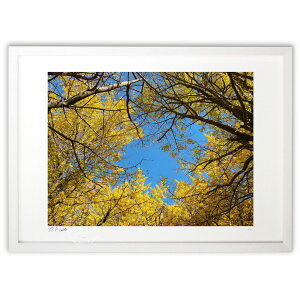 版画 銀杏の木と青空 (okiron)インテリア 壁掛け 額入り 風景画 ポスター アート リビング 玄関に飾る 風水 プレゼント モダン アートフレーム