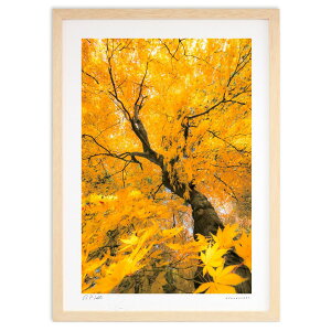 版画 黄金豊富紅葉 (bluewoods07)インテリア 壁掛け 額入り 風景画 ポスター アート リビング 玄関に飾る 風水 プレゼント モダン アートフレーム