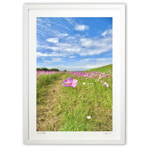版画 ピンクのコスモス一輪 (mitan)インテリア 壁掛け 額入り 風景画 ポスター アート リビング 玄関に飾る 風水 プレゼント モダン アートフレーム