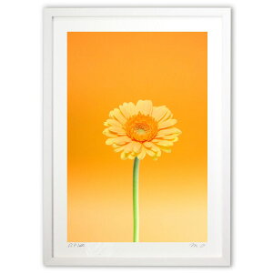 版画 オレンジのガーベラ (m.o)インテリア 壁掛け 額入り 風景画 ポスター アート リビング 玄関に飾る 風水 プレゼント モダン アートフレーム