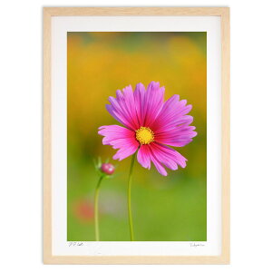 版画 咲き始めのコスモス畑 (栄樹)インテリア 壁掛け 額入り 風景画 ポスター アート リビング 玄関に飾る 風水 プレゼント モダン アートフレーム