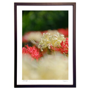 版画 紅白の彼岸花 (栄樹)インテリア 壁掛け 額入り 風景画 ポスター アート リビング 玄関に飾る 風水 プレゼント モダン アートフレーム