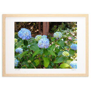 版画 紫陽花 (スノーバニラ)インテリア 壁掛け 額入り 風景画 ポスター アート リビング 玄関に飾る 風水 プレゼント モダン アートフレーム