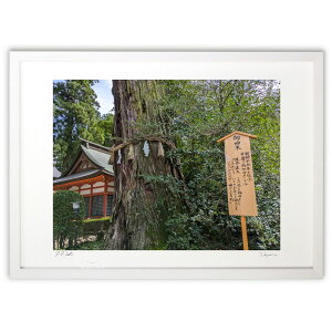 ŉ _{_ (Naoel81)CeA Ǌ| z i |X^[ A[g rO ւɏ  v[g _ A[gt[