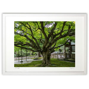 ŉ  (Naoel81)CeA Ǌ| z i |X^[ A[g rO ւɏ  v[g _ A[gt[