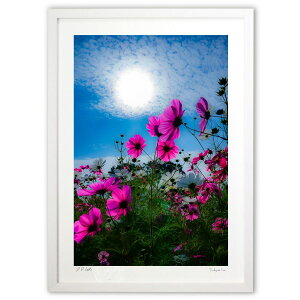 ŉ g̏H (SHIROIRO)CeA Ǌ| z i |X^[ A[g rO ւɏ  v[g _ A[gt[