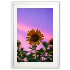 ŉ Ђ܂̖ (SHIROIRO)CeA Ǌ| z i |X^[ A[g rO ւɏ  v[g _ A[gt[