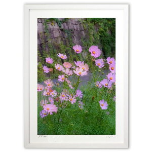 ŉ gF̉ (SHIROIRO)CeA Ǌ| z i |X^[ A[g rO ւɏ  v[g _ A[gt[