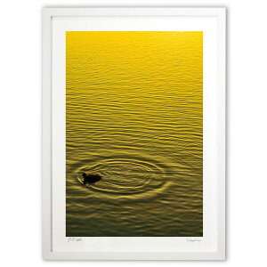 ŉ ̐ (SHIROIRO)CeA Ǌ| z i |X^[ A[g rO ւɏ  v[g _ A[gt[