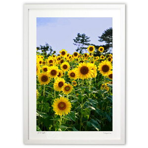 ŉ Cȃt[bN (SHIROIRO)CeA Ǌ| z i |X^[ A[g rO ւɏ  v[g _ A[gt[