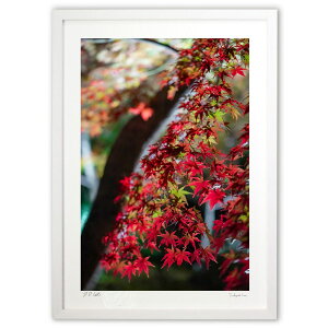 ŉ ̏H (SHIROIRO)CeA Ǌ| z i |X^[ A[g rO ւɏ  v[g _ A[gt[