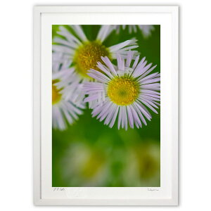 ŉ Nɕ (SHIROIRO)CeA Ǌ| z i |X^[ A[g rO ւɏ  v[g _ A[gt[