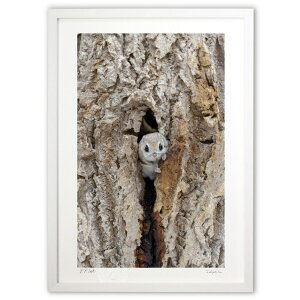 ŉ K ({ \i)CeA Ǌ| z i |X^[ A[g rO ւɏ  v[g _ A[gt[