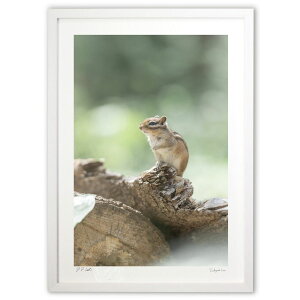 ŉ V}X ({ \i)CeA Ǌ| z i |X^[ A[g rO ւɏ  v[g _ A[gt[