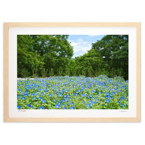 �ŉ� �w�u�����[�u���[�i���m�A�T�K�I�j (kazumaru)