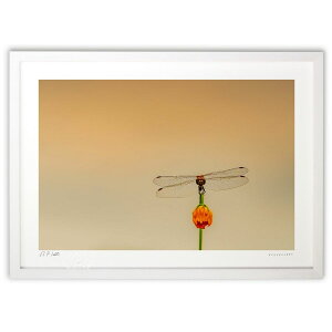 ŉ [Ăg{ (bluewoods07)CeA Ǌ| z i |X^[ A[g rO ւɏ  v[g _ A[gt[