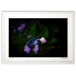 ŉ z̓ (Shinobu Muramatsu)