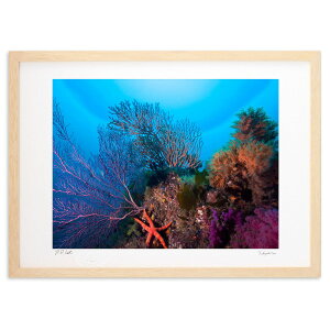 ŉ FN₩Ȑi (Little Dinosaur)