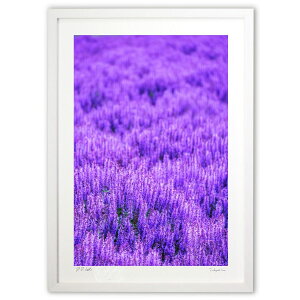 ŉ kC̃Lbg~g (blackswan)