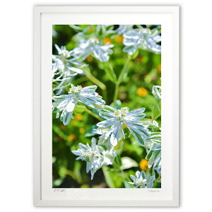 ŉ ᑐ (mitan)CeA Ǌ| z i |X^[ A[g rO ւɏ  v[g _ A[gt[