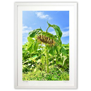 �ŉ� Haunted Sunflower (mitan)