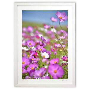 ŉ ȃRXX (mitan)CeA Ǌ| z i |X^[ A[g rO ւɏ  v[g _ A[gt[