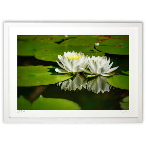 ŉ YȂ (blackswan)CeA Ǌ| z i |X^[ A[g rO ւɏ  v[g _ A[gt[