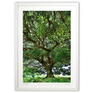 ŉ 傫Ȗ (mitan)CeA Ǌ| z i |X^[ A[g rO ւɏ  v[g _ A[gt[