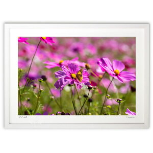 ŉ ʐ^@RXX̖z (magicalphoto)