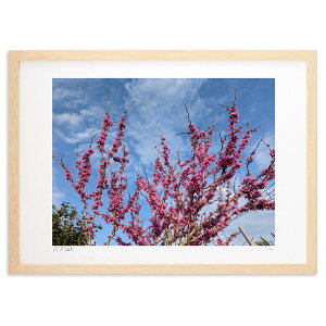 yX[p[SALEzzŉ ɍLԁB (okiron)CeA Ǌ| z i |X^[ A[g rO ւɏ  v[g _ A[gt[